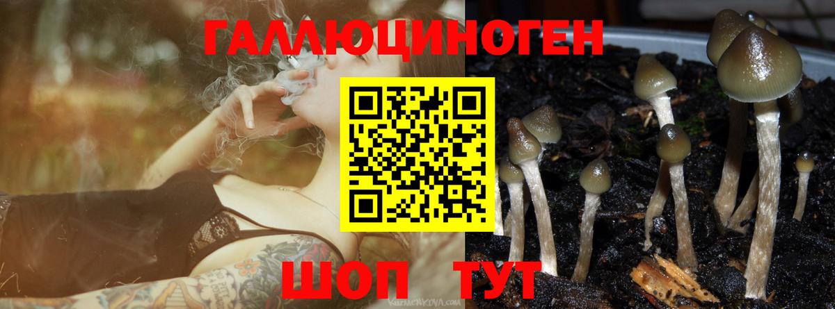 купить закладку  Псилоцибиновые грибы мицелий  Дзержинский  Вход с VPN  Галлюциногенные грибы Cubensis 